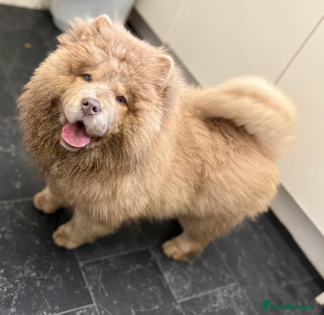 Chow Chow dogs for sale: Lesley Chow  - Advert 1