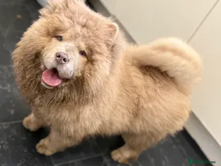 Chow Chow dogs Lesley Chow - Advert 11