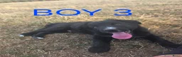 Border Collie dogs for sale: Beautiful border collies  in Abergele - Advert 7