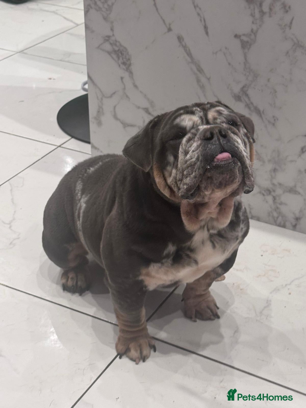 English Bulldog dogs 3yr old blue and white of reg bulldog bitch - Advert 9