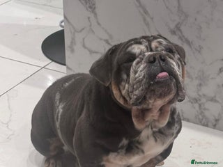 English Bulldog dogs 3yr old blue and white of reg bulldog bitch - Advert 1