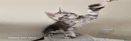 Maine Coon cats for sale: Licensed breeder-maine coon kittens - Advert 7