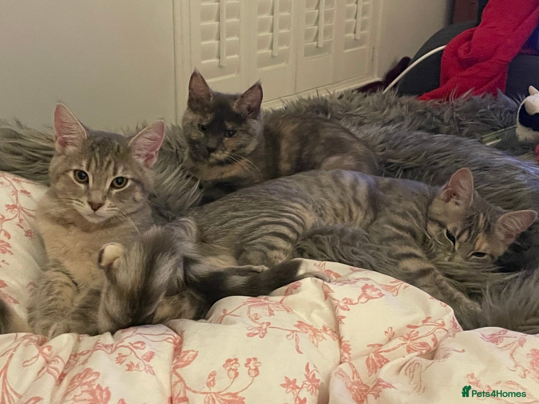 Mixed Breed cats for sale: Adorable female cats Looking for a Forever Home ! - Advert 21