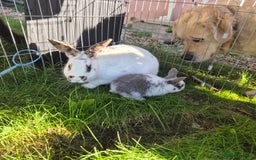 Mini Lop rabbits for sale: Gorgeous Mini Lop X Rex Kits  - Advert 2