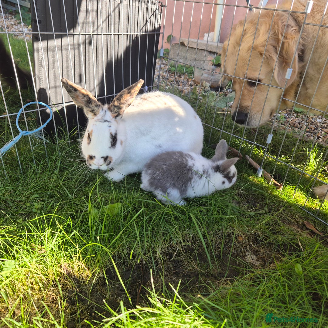 Mini Lop rabbits for sale: Gorgeous Mini Lop X Rex Kits  - Advert 2