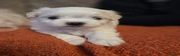 Maltese dogs for sale: Adorable tiny Maltese  - Advert 4