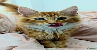 Mixed Breed cats - Advert 10