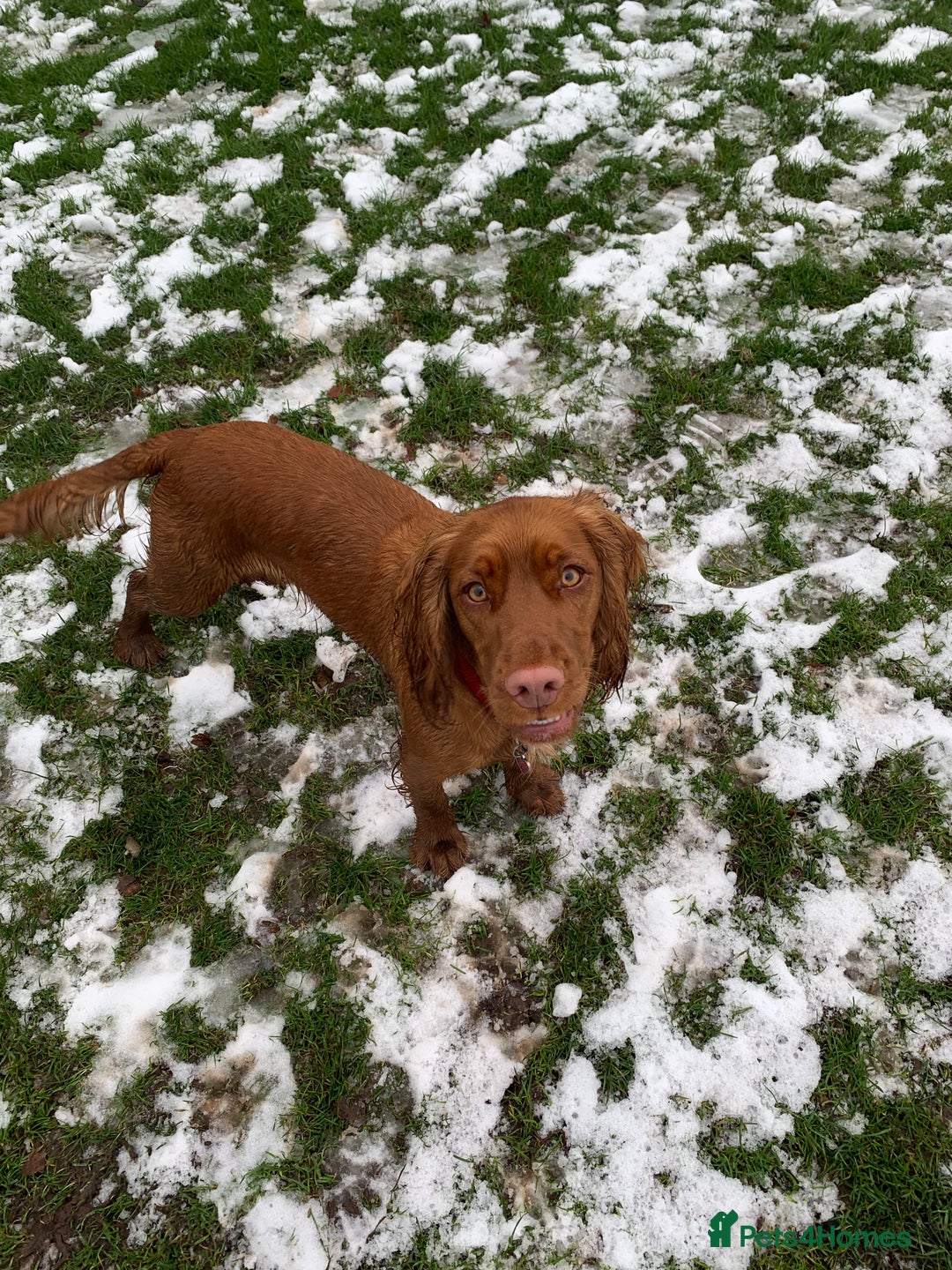 Cocker Spaniel dogs for sale: Cocker spaniel - Advert 10