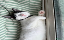 Domestic Shorthair cats for sale: Looking for a good home for my kitty  - Image 4