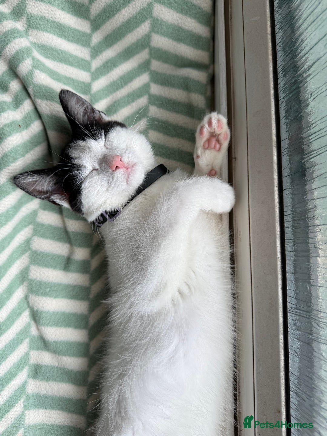 Domestic Shorthair cats for sale: Looking for a good home for my kitty  - Image 4