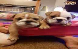 English Bulldog dogs for stud: QUALITY RED AND WHITE BULLDOG STUD DISCOUNT CHIPS in Sunderland - Image 9