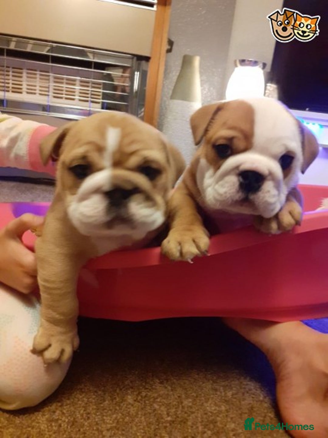 English Bulldog dogs for stud: QUALITY RED AND WHITE BULLDOG STUD DISCOUNT CHIPS in Sunderland - Image 9