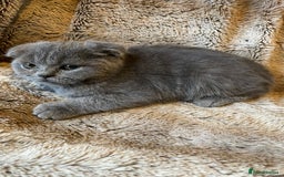 Scottish Fold cats for sale: Scottish fold kittens for sale - Image 19