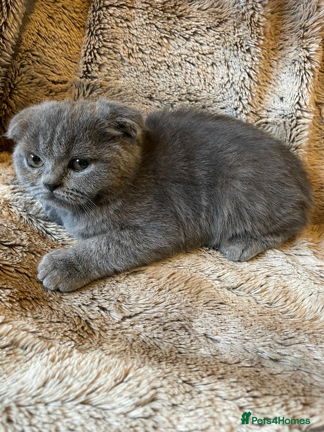 Scottish Fold cats for sale: Scottish fold kittens for sale - Image 19