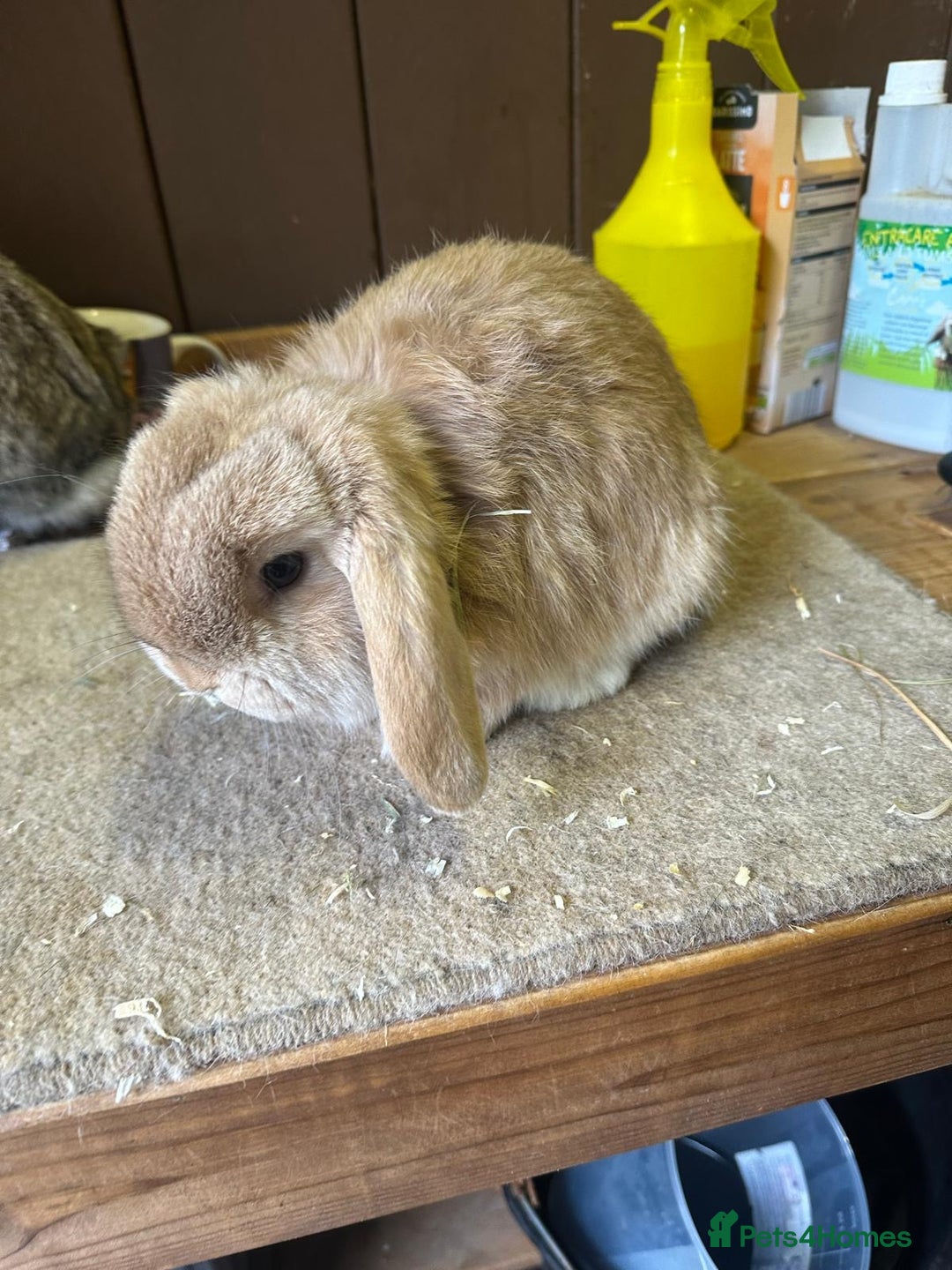 Dwarf Lop rabbits for sale:  Dwarf lop brothers - Advert 2