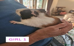 Guinea Pig rodents for sale: Female Guinea Pigs For Sale - Image 2