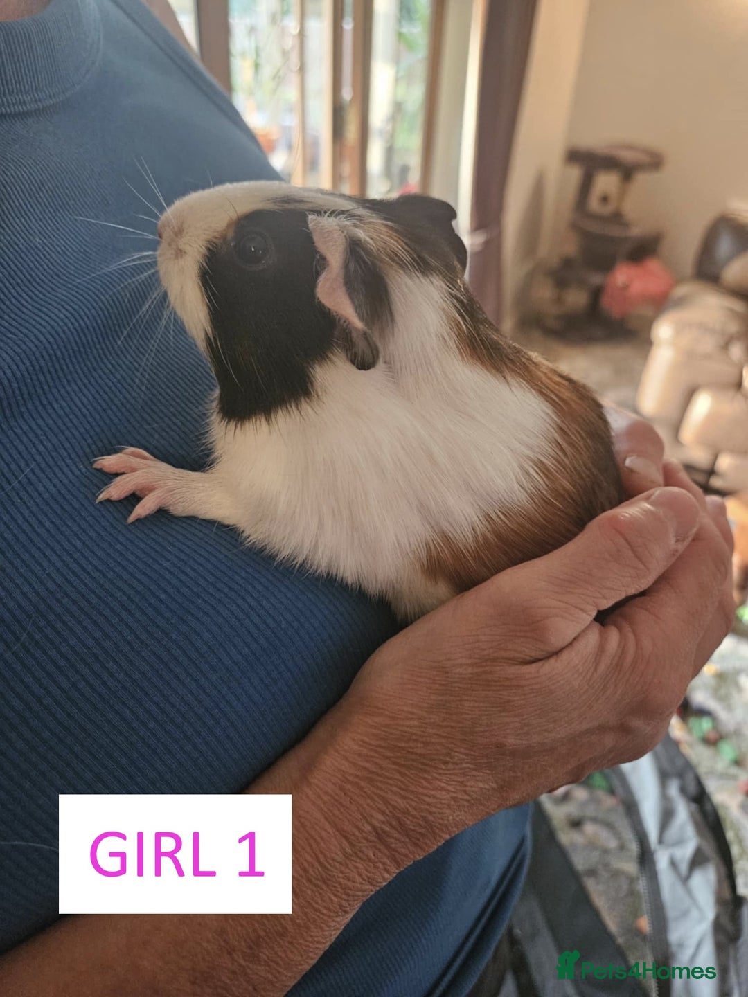 Guinea Pig rodents for sale: Female Guinea Pigs For Sale - Image 2