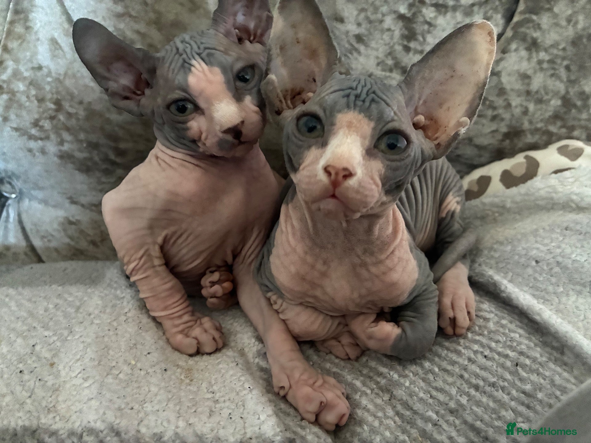Sphynx cats SPHYNX FEMALES AND MALE - Advert 11
