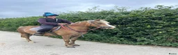 Welsh Section A horses for sale: Toffee 4 year old approximately 12.2hh  in Barnstaple - Advert 2