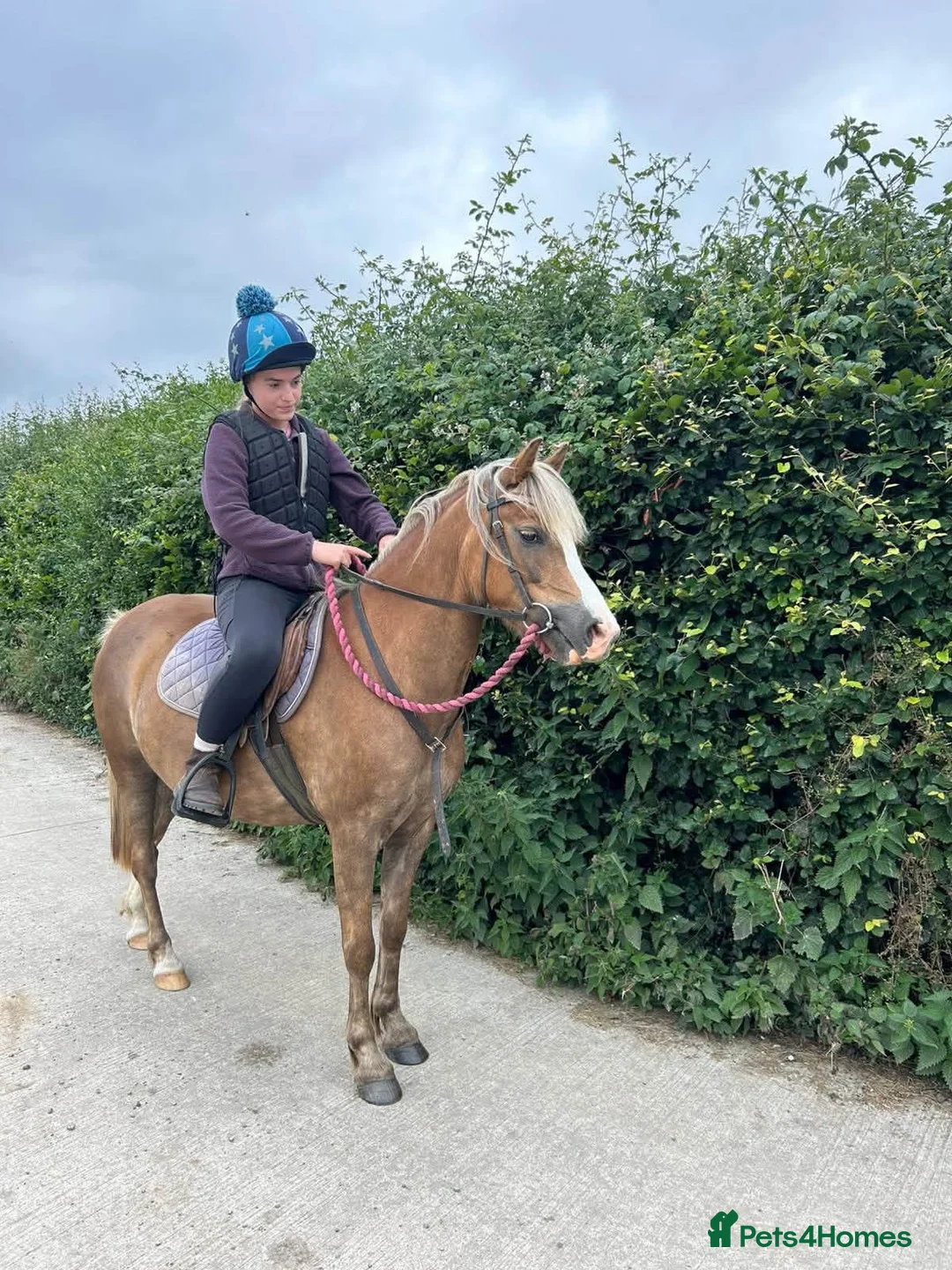 Welsh Section A horses for sale: Toffee 4 year old approximately 12.2hh  in Barnstaple - Advert 2
