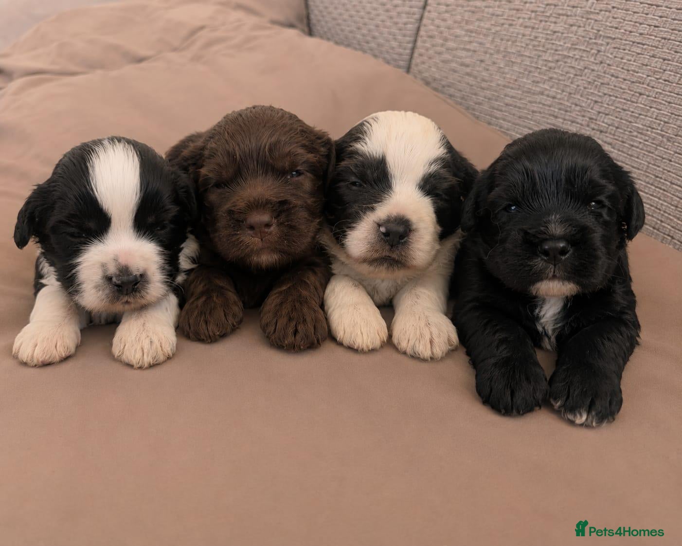 Mixed Breed dogs Cock-a-tzu  - Advert 18