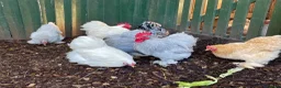 Chickens poultry for sale: Large Fowl and Bantam Hatching Eggs - Advert 11