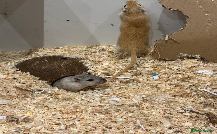 Gerbil rodents - Advert 1