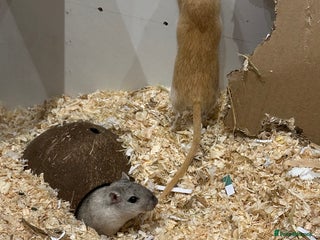 Gerbil rodents - Advert 2