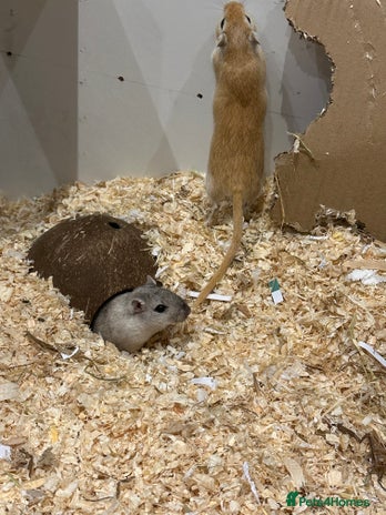 Gerbil rodents - Advert 4