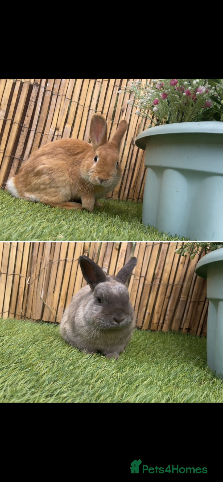 Mixed Breed rabbits Bambi & thumper  - Advert 2