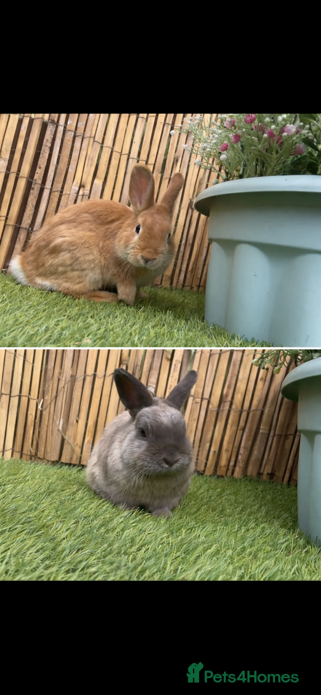 Mixed Breed rabbits for sale: Bambi & thumper  in Southampton - Advert 1