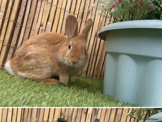 Mixed Breed rabbits Bambi & thumper - Advert 12