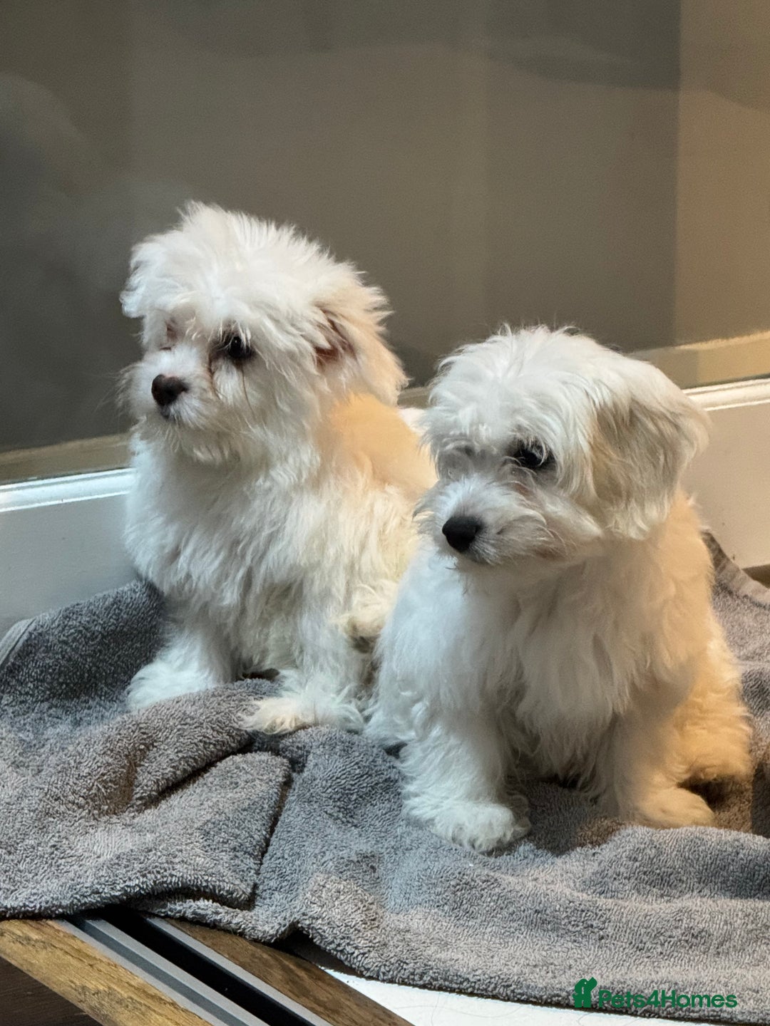 Coton De Tulear dogs for sale: Coton de tulear puppies for sale  - Advert 5