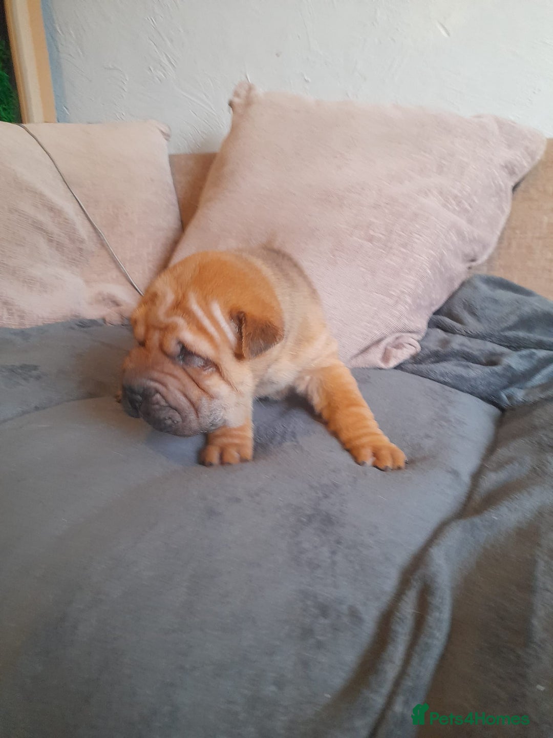 Shar Pei dogs for sale: Only 3 left beautiful pups ready to leave  - Advert 5