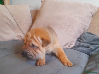 Shar Pei dogs Only 3 left beautiful pups ready to leave - Advert 4
