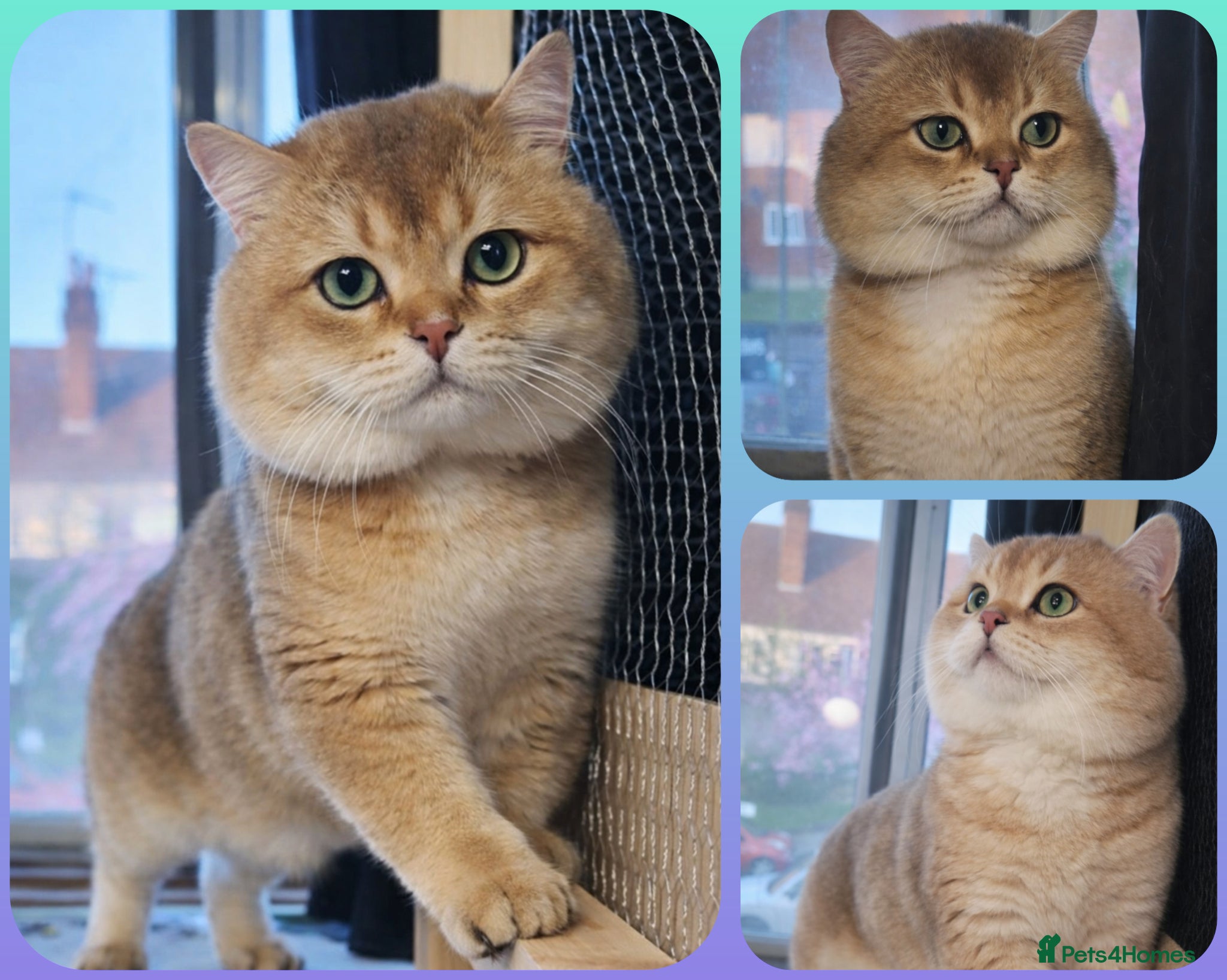 British Shorthair cats for stud: ⚜️GOLDEN BSH 🏆 TICA and GCCF reg - Advert 1