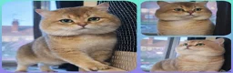 British Shorthair cats for stud: ⚜️GOLDEN BSH 🏆 TICA and GCCF reg - Advert 1