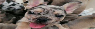 French Bulldog Puppy 2