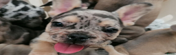 French Bulldog dogs for sale: Stunning Litter of French Bulldog Puppies  in Manchester - Advert 3