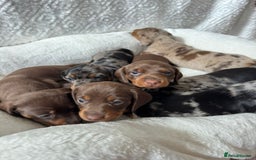 Miniature Dachshund dogs for sale: Miniature Dachshund puppies. Readying Soon! - Image 16