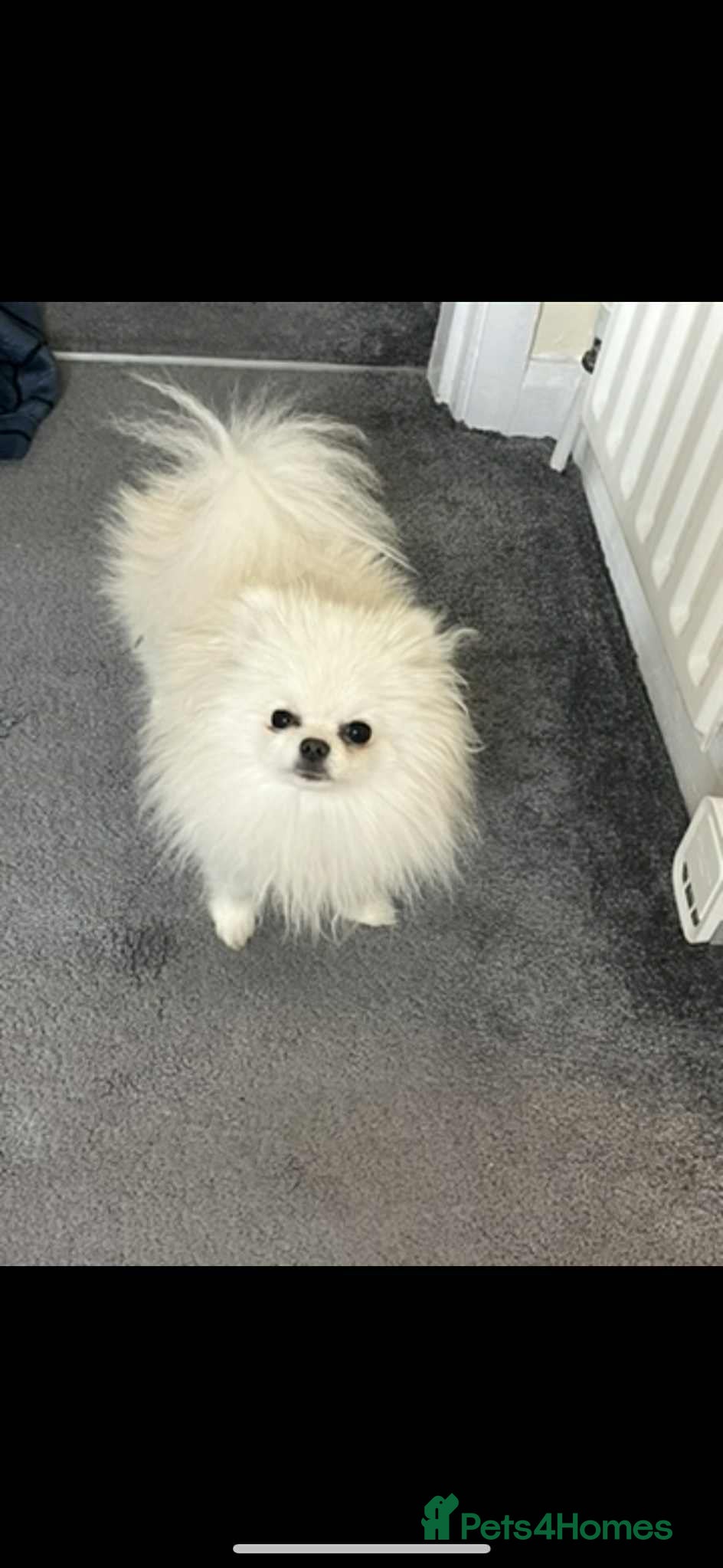 Pomeranian dogs Sad sale of our girl elsa  - Advert 11