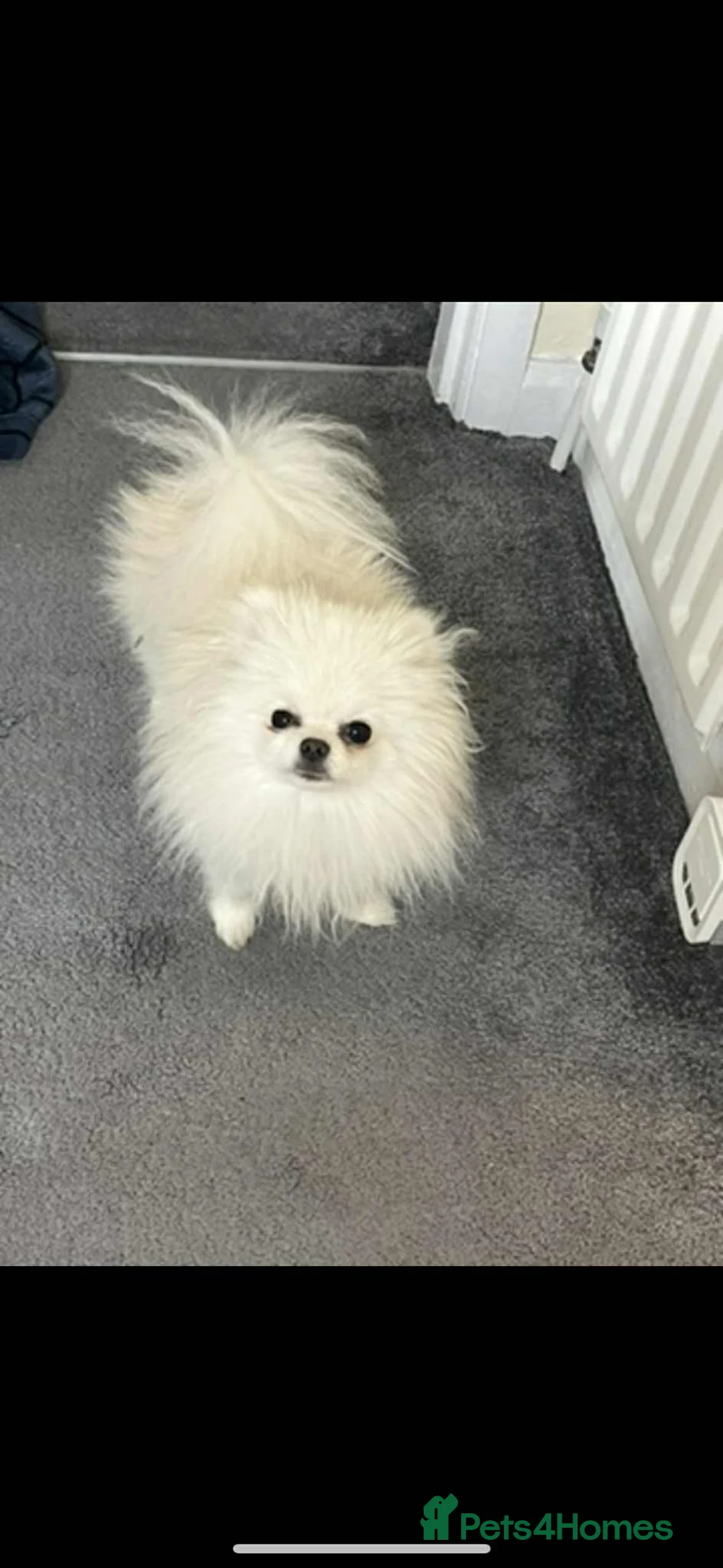 Pomeranian dogs for sale: Sad sale of our girl elsa  - Advert 1