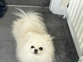 Pomeranian dogs Sad sale of our girl elsa - Advert 11