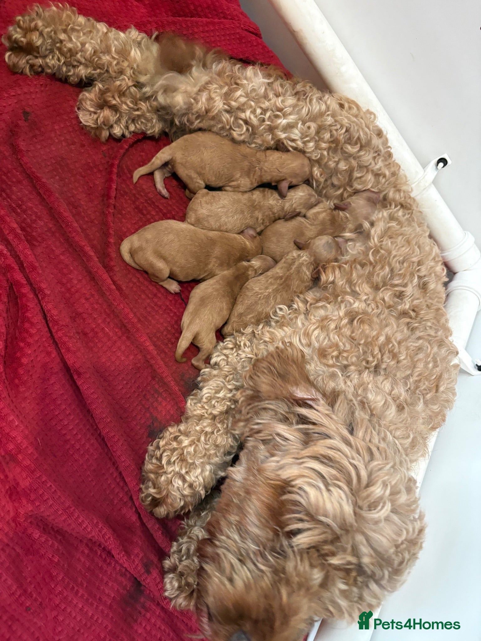 Cockapoo dogs Gorgeous Red Cockapoo Puppies  - Advert 2