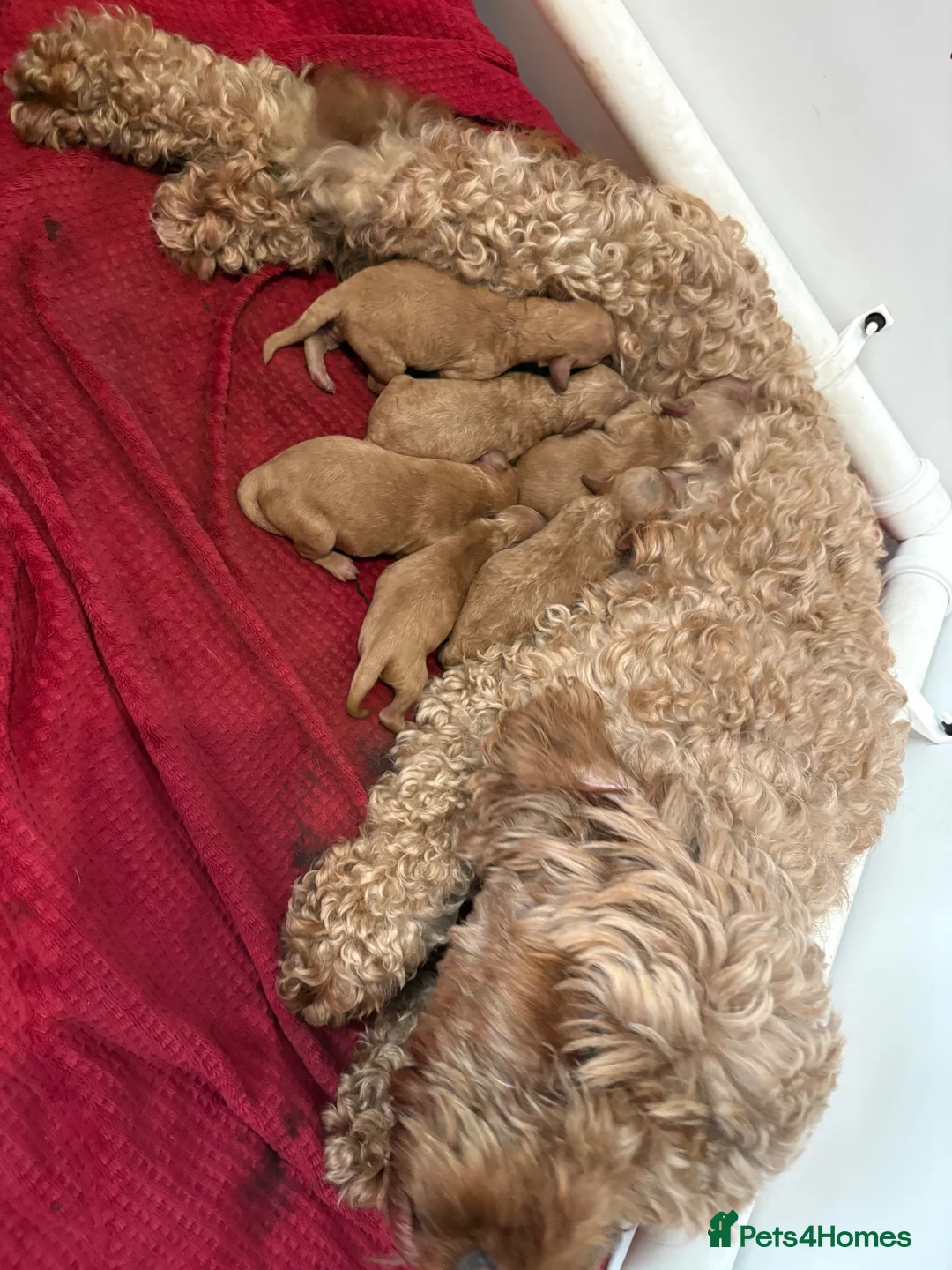 Cockapoo dogs for sale: Gorgeous Red Cockapoo Puppies  in Brighouse - Advert 2