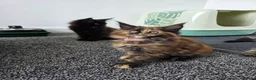 Maine Coon cats for sale: Maine coon pedigree kittens  - Advert 8