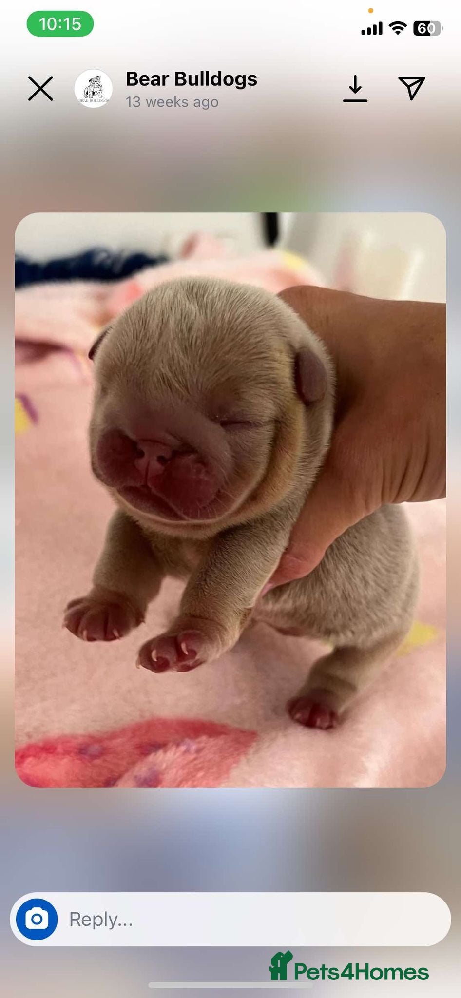 French Bulldog dogs for stud: New Shade Chocolate Carrying Fluffy L4 in Ongar - Advert 4
