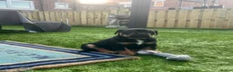 Rottweiler dogs for sale: Last 1 Left Chunky Female  - Advert 9