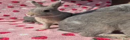 Mixed Breed rabbits for sale: 4 very tame Blue fawn plush mini lop rabbit - Advert 22