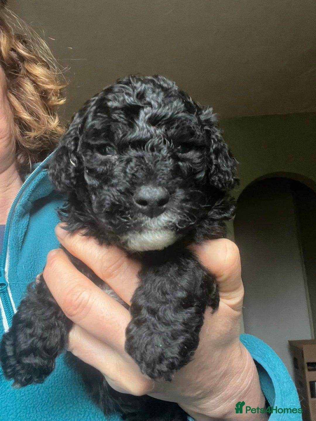 Bordoodle dogs for sale: F1 & F1b Bordoodle pups expected - Advert 27